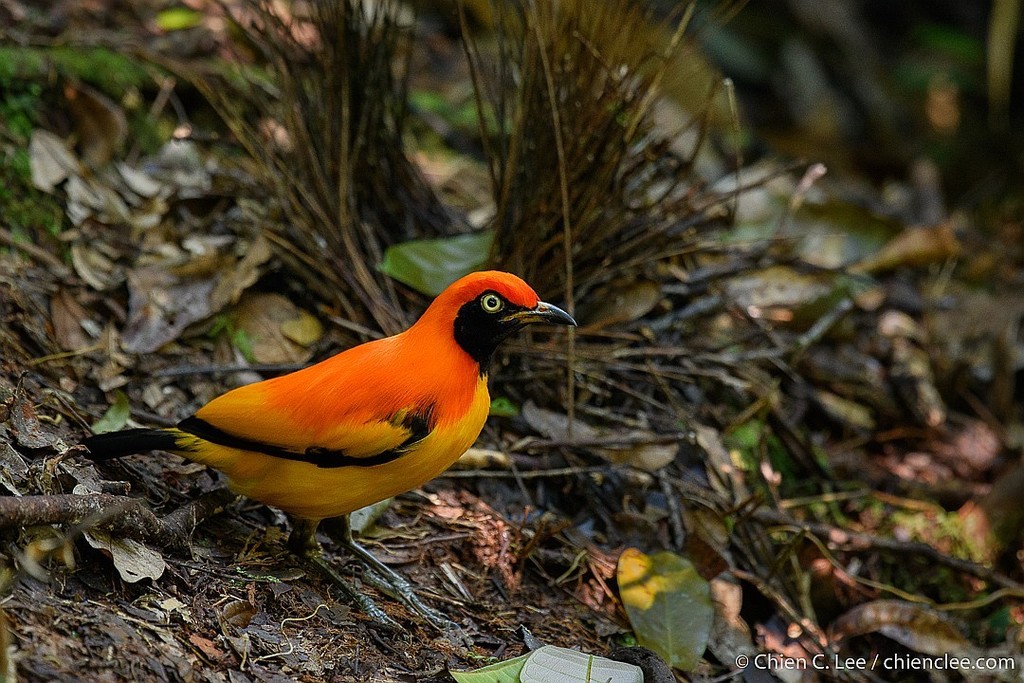 Masked Bowerbird photo