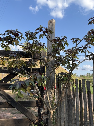 Bellyache Bush
