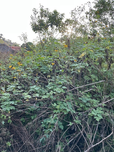 Mexican sunflower