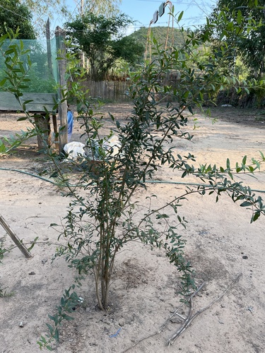 pomegranate
