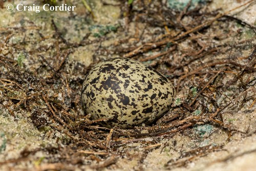 Blacksmith Lapwing