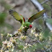 Mitred Parakeet (Chapman's) - Photo (c) Marc Faucher, all rights reserved, uploaded by Marc Faucher