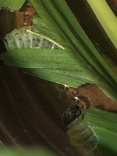 Umber Skipper