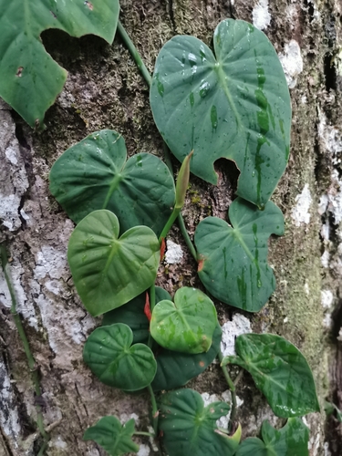 heart-leaf philodendron