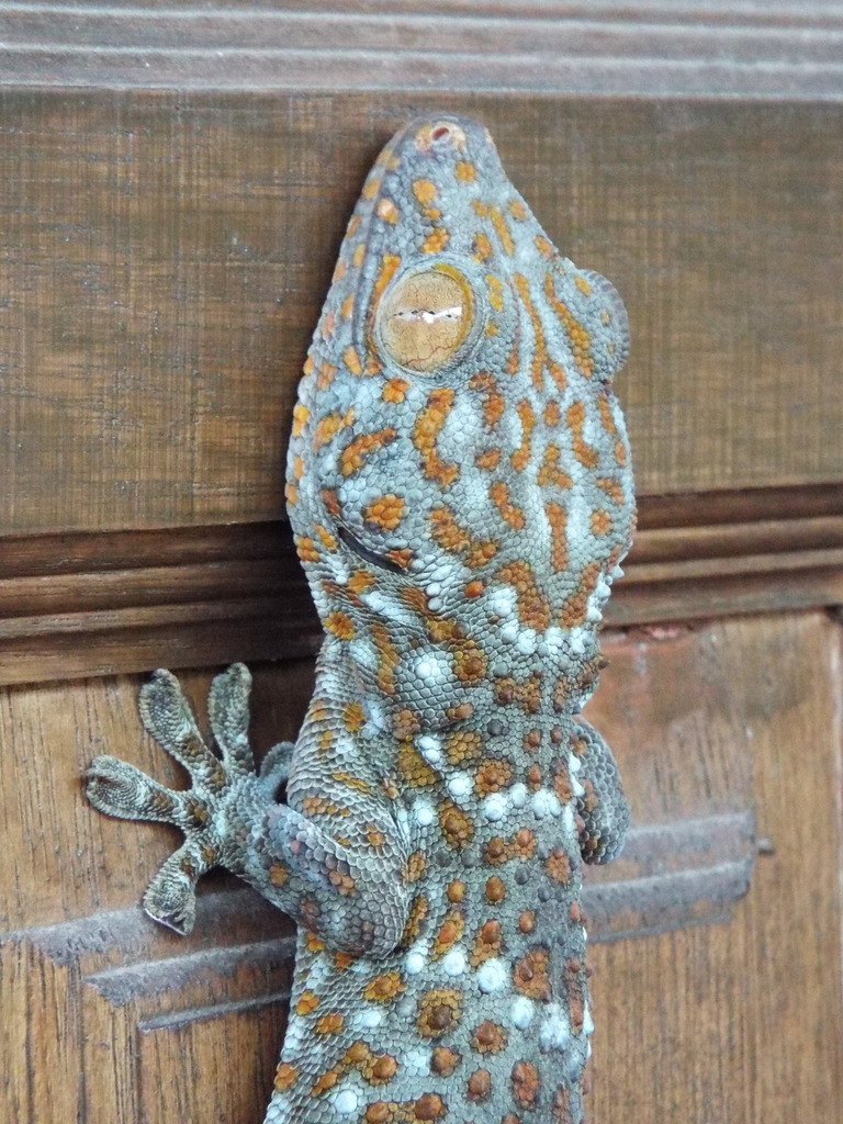 Tokay Gecko from Ni Khom, Sahatsakhan District, Kalasin, Thailand on 03 ...