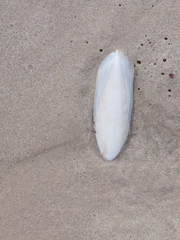 Common Cuttlefish
