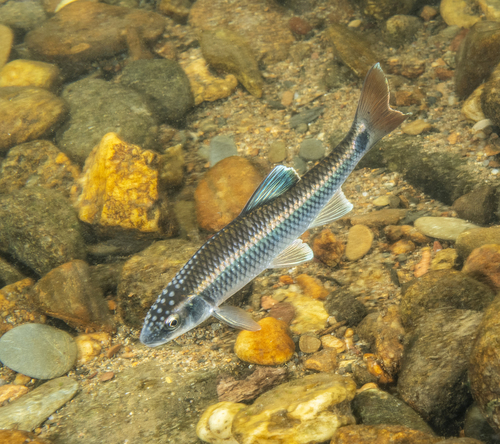 Alabama Shiner