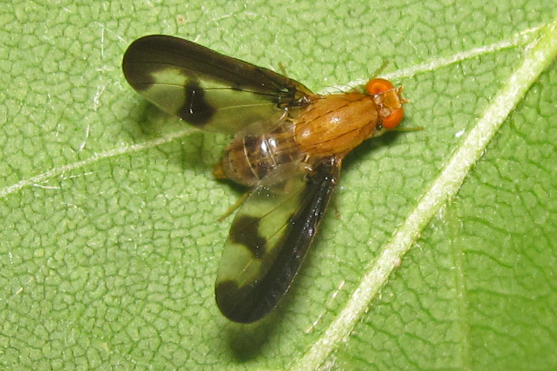 Flutter-wing Flies