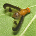 Prickflugor - Photo (c) Larry Clarfeld, vissa rättigheter förbehållna (CC BY-NC), uppladdad av Larry Clarfeld