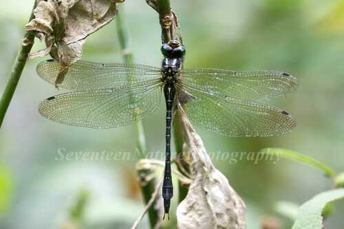 Planaeschna gressitti