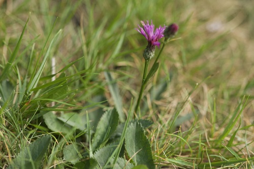 Serratula