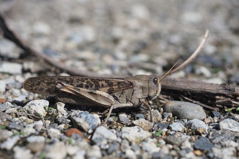 Migratory Locust in October 2024 by Shigefumi KANAO · iNaturalist