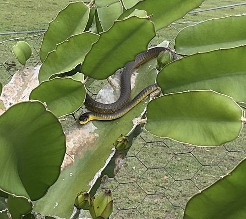Common Tree Snake sighting