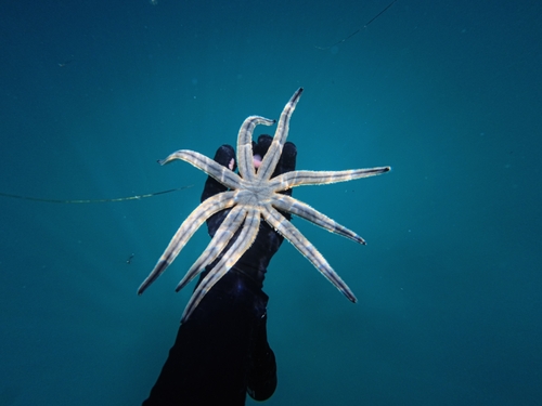 Nine-armed Sea Star