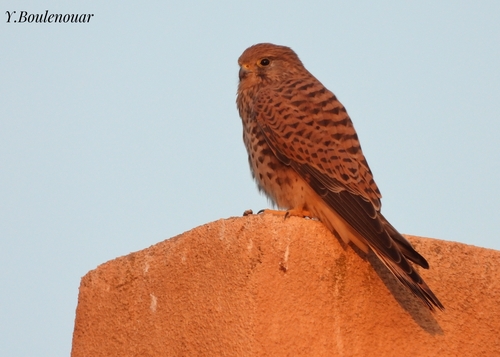 Eurasian Kestrel