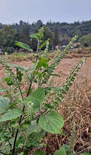 beefsteak plant