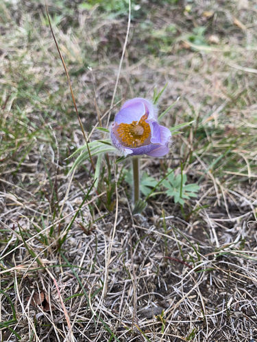 prairie pasqueflower