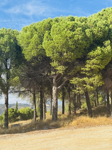 Avistamiento Pino piñonero (Doñana)