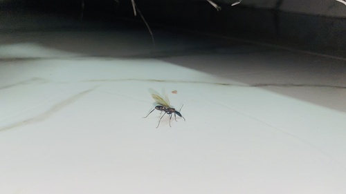 Camponotus mirabilis