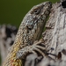 South American Lesser Iguanas - Photo (c) Javier Perez Cid, all rights reserved, uploaded by Javier Perez Cid