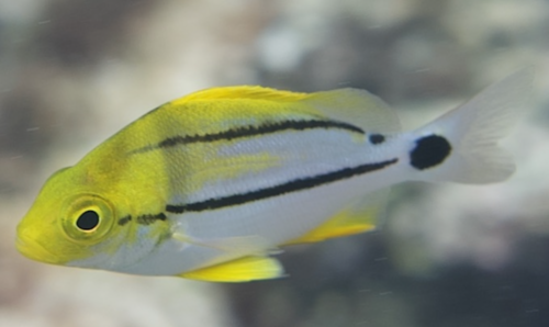 Porkfish