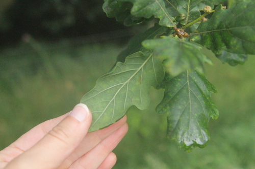 pedunculate oak × sessile oak