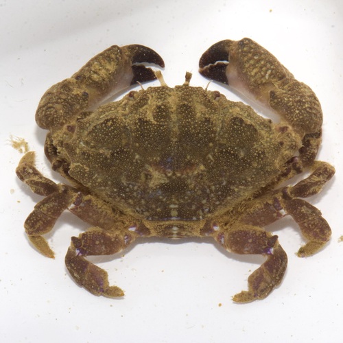 Xantho hydrophilus (Herbst, 1790)