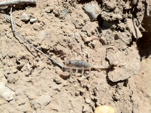 Paruroctonus gracilior