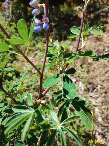Oaxaca Lupine (Lupinus simulans)