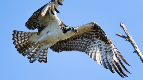 iNaturalist observation photo of Osprey