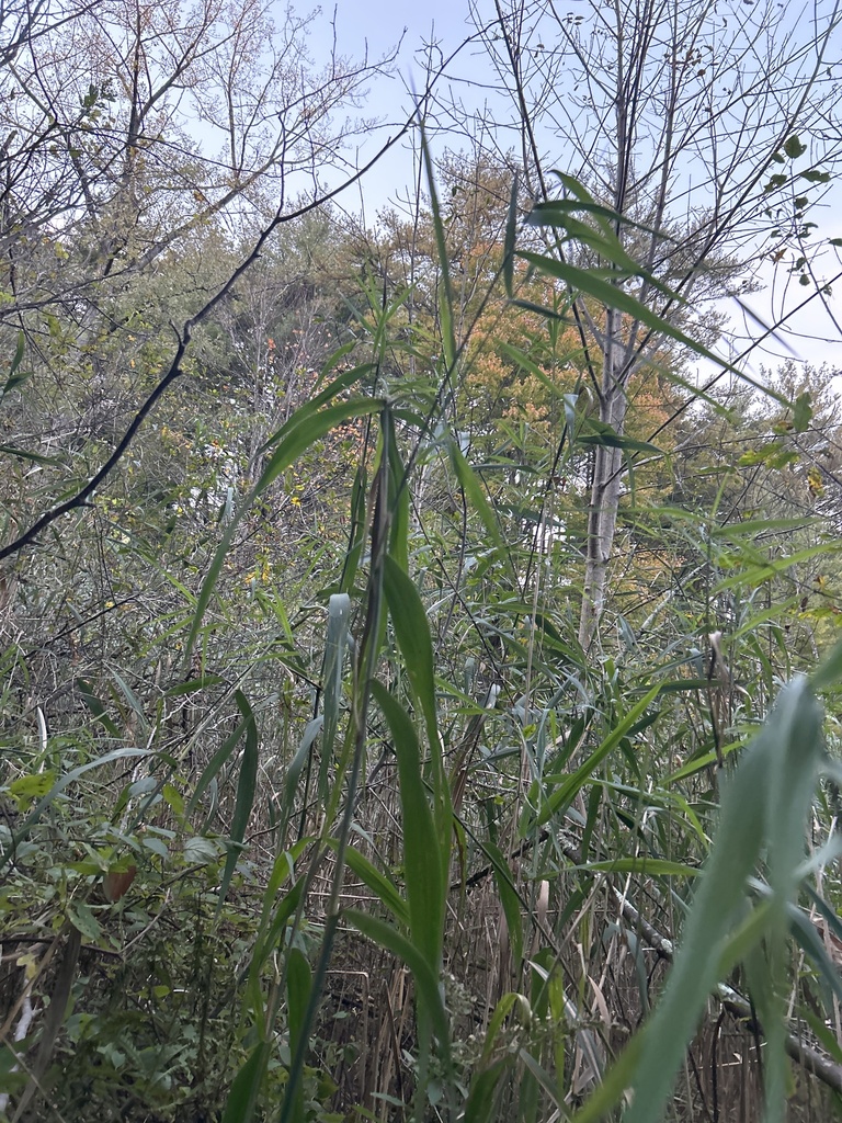 Large Ree Identification giant reed from University of Vermont, Burlington, VT, US on October 11 ...