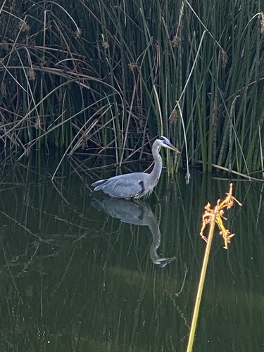iNaturalist observation photo of Great Blue Heron