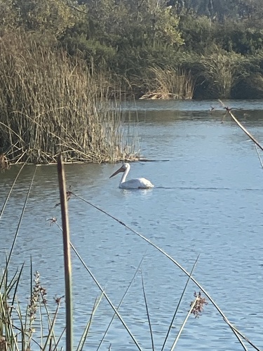 iNaturalist observation photo of American White Pelican