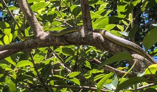 Common Tree Snake sighting