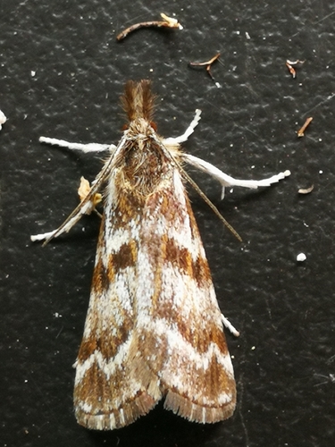 Catoptria trichostomus