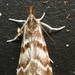 Catoptria trichostomus - Photo (c) Amy Wilson, all rights reserved, uploaded by Amy Wilson
