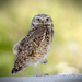 Burrowing Owl - Photo (c) William Wise, all rights reserved, uploaded by William Wise