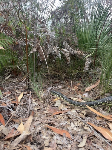 Diamond Python sighting