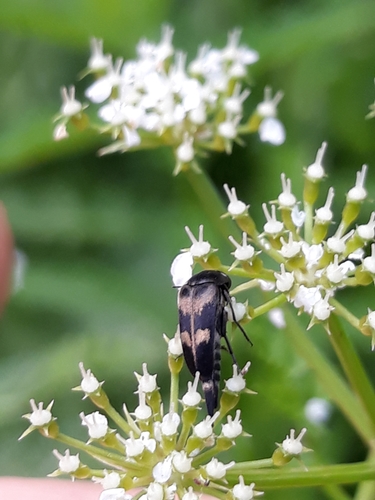 Paprastasis Dygliavabalis nuotrauka