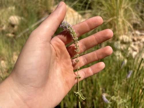 Horse Mint
