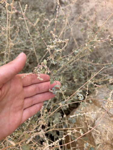 Mediterranean Saltbush