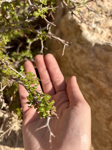 Searsia tripartita