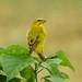 Brimstone Canary - Photo (c) WildNothos, all rights reserved, uploaded by WildNothos