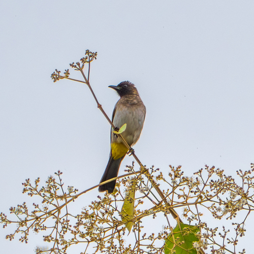 Common Bulbul