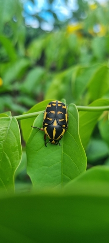 Pachnoda cordata cordata