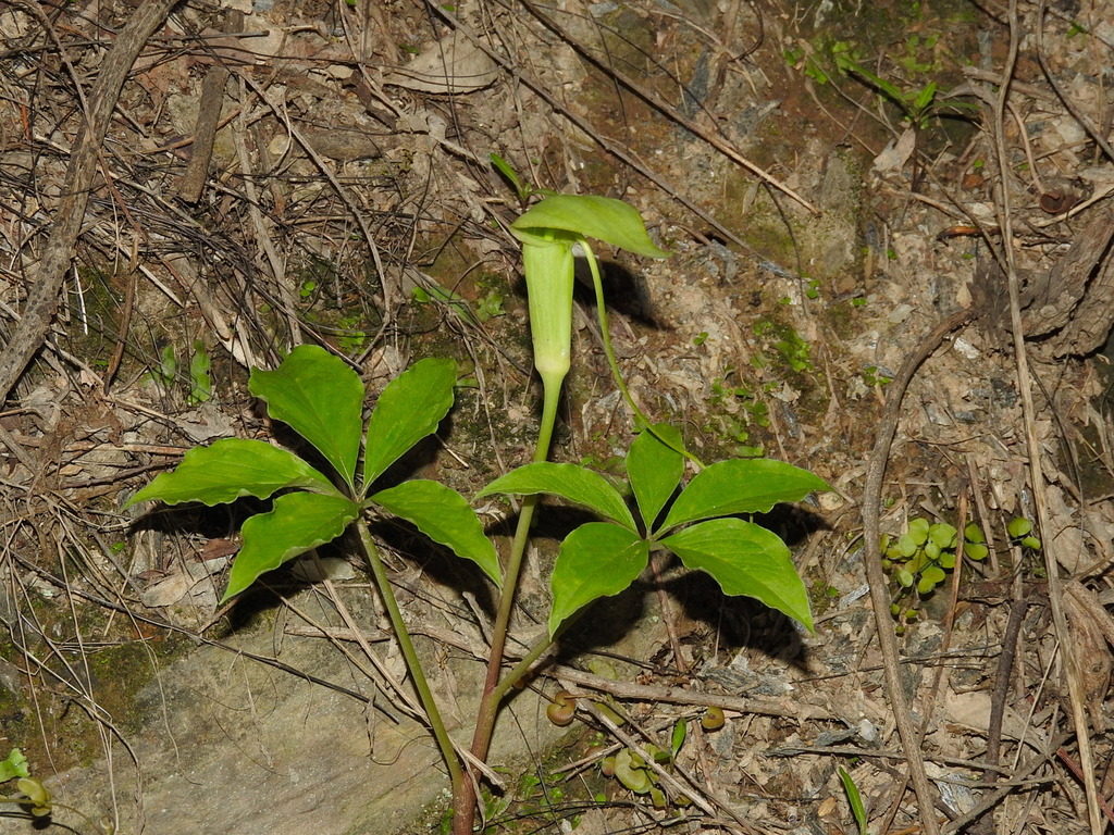 Arisaema prazeri