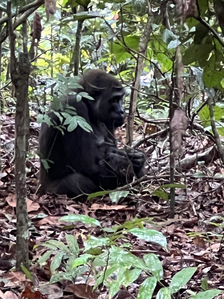 Western Lowland Gorilla in October 2024 by Jan Giliam van Arkel ...