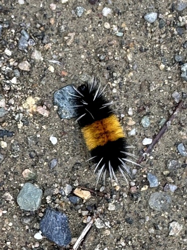 Spotted Tussock Moth