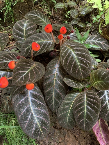 Pearcea hypocyrtiflora