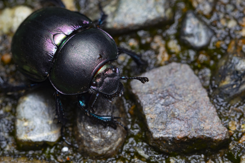 Trypocopris pyrenaeus (Charpentier, 1825)